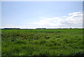 NU2125 : Flat farmland near Brunton by N Chadwick