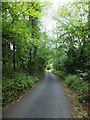 Road to Cove through High Wood