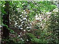 Rhododendrons, Gargunnock House