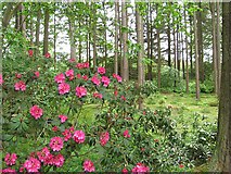 NS7194 : Rhododendrons, Gargunnock House by Richard Webb