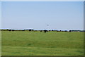 NU2126 : Cattle near Tughall by N Chadwick