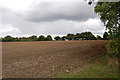 Field and tree line off Thoby Lane