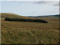 NX5895 : Small wood east of Willieanna by David Brown