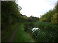 Rushall Canal, Daw End Branch