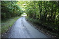 Road through Cresselly Big Wood