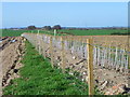 Newly planted hedge near Horndean