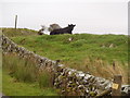 Galloway bull at Blackcraig