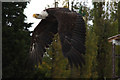 SK8260 : Bald Eagle by Richard Croft