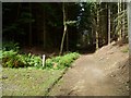 Bridleway on the eastern side of Winterfold Wood