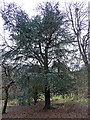 Cyprian cedar near Hascombe