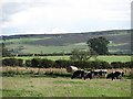 NT9733 : Friesian heifers, East Fenton by Richard Webb