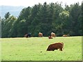 SE2809 : Cattle grazing near Cawthorne Park by Christine Johnstone