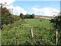 NT9933 : Cattle near Doddington by Richard Webb