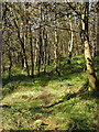 Path through Broomhill Wood