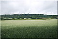 Wheat at the base of the North Downs