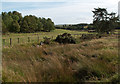 Farmland and trees adjacent to Black Burn