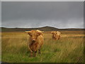 SD8661 : Highland cattle by Ceri Thomas