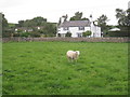 A sheep at Manley Common