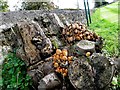 Honey fungus, Bellaghy