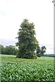 Tree in a field of Maize