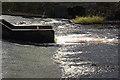 Grey heron, gull and goosander, Jed Water