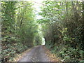 Tree-lined Stoford Lane