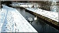 Swans in the Snow