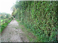 SU5749 : Severe hedge trimming - Pardown by Mr Ignavy