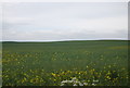 Oilseed Rape, Outchester