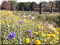 Dry Stream Garden, Ladywell Fields