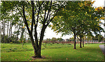 J3874 : Trees, Belmont Park, Belfast (6) by Albert Bridge