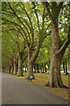 London plane trees, Wandsworth Park