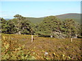 NO4591 : The fringe of the Forest of Glen Tanar by Bob Peace