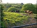 Cattle by Boyland Road