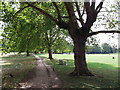 Path in Peckham Rye Common