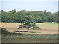 TL9461 : Distant Tree by Keith Evans