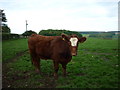 A bullock on top of Birdsall Brow