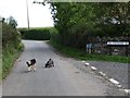 The Guardians of Ballywoodan Road