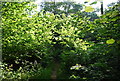 Overgrown footpath, Book Hurst Wood