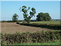 Fields by Walls Lane