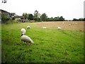 Sheep in a field behind Ghyll Road