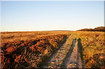 SS8641 : Exmoor : Moorland Footpath by Lewis Clarke