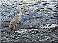 Grey Heron at Northenden Weir