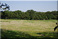 Flowering meadow