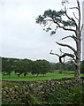 Trees at Hunt House