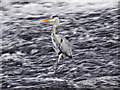 Grey Heron, Northenden Weir