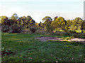 Birchfields Park Forest Garden