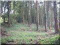 Conifers in Hendra Plantation