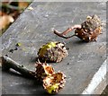 Horse chestnut husks