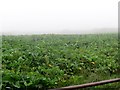 A field of beet south of the Corbally Road